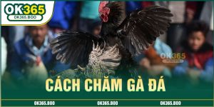 cach-cham-ga-da_
